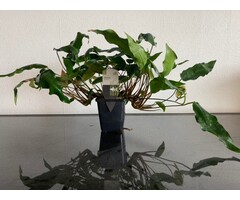 Anubias Minima XXL P9 Moederplant