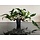 Anubias Minima XXL P9 Moederplant