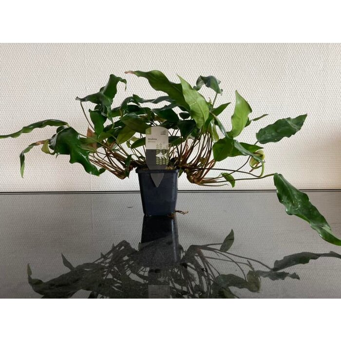 Anubias Minima XXL P9-pot