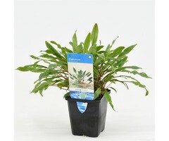 Cryptocoryne Undulatus XXL P9 Moederplant