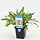 Cryptocoryne Undulatus XXL P9 Moederplan