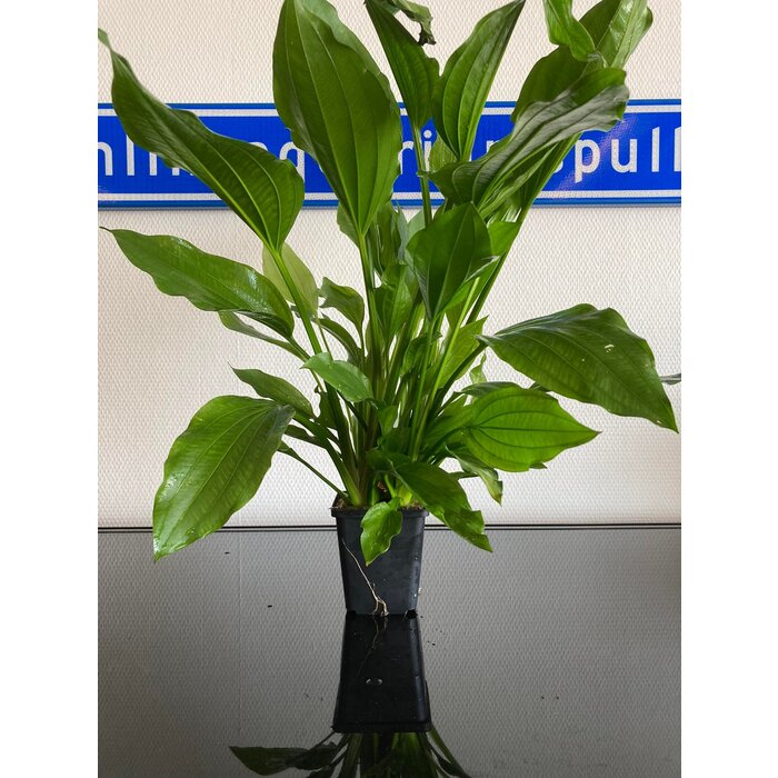Echinodorus Argentinensis XXL P9 pot