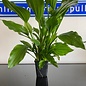 Echinodorus Argentinensis XXL P9 pot