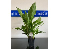 Echinodorus Argentinensis XXL P9 Moederplant