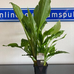 Echinodorus Argentinensis XXL P9 Moederplant