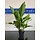 Echinodorus Argentinensis XXL P9 Moederplant