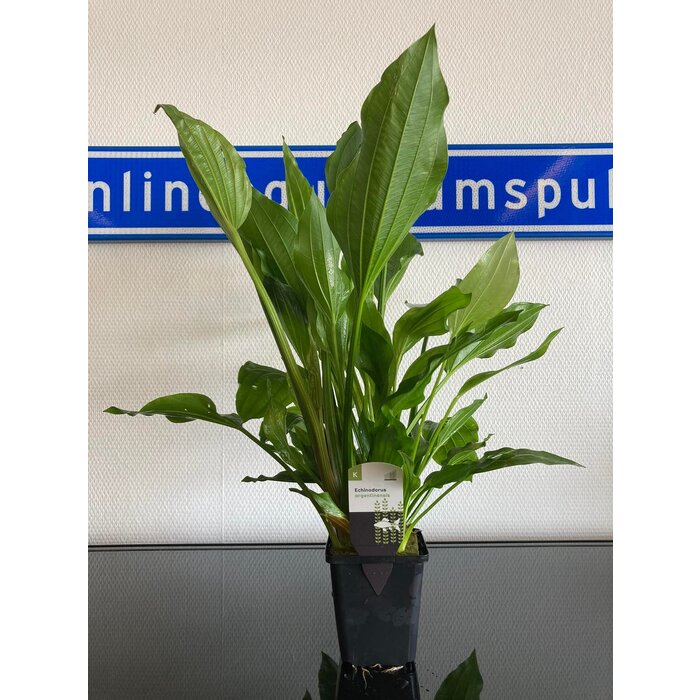 Echinodorus Argentinensis XXL P9 pot