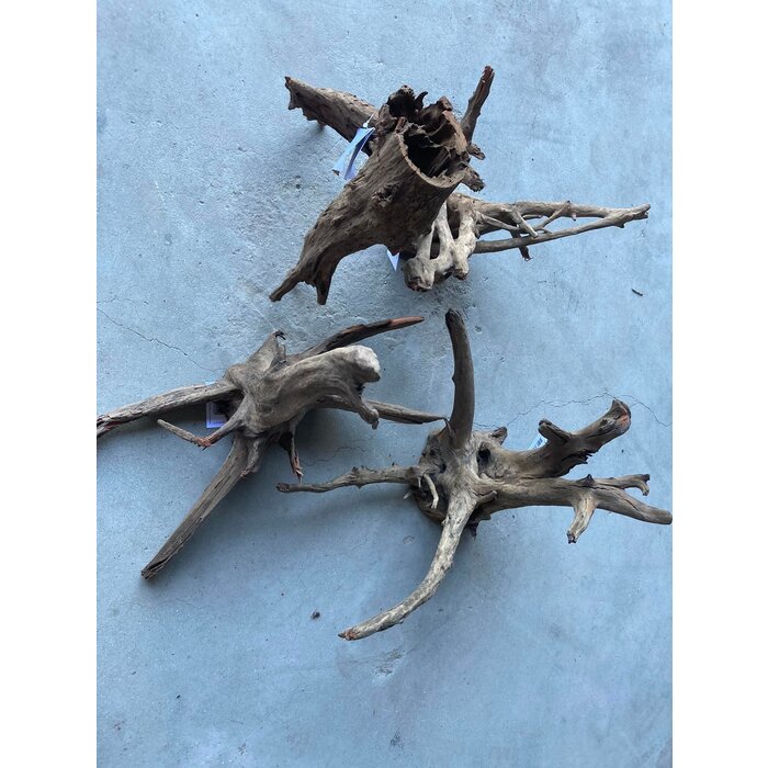HS-aqua HS-aqua Carbo Root
