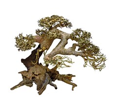 SuperFish SuperFish Bonsai Driftwood L