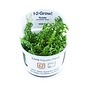 Tropica Rotala rotundifolia 'Green' - In vitro cup