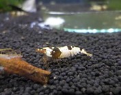 Caridina shrimp