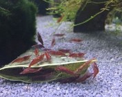 Neocaridina shrimp
