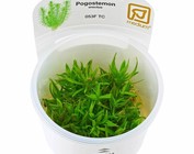 Onderzoek was Azië Aquariumplanten Online Kopen? Uitgebreid Assortiment Aquarium Planten -  Onlineaquariumspullen