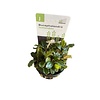 Bucephalandra Lamandau 'Mini'