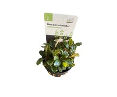 Bucephalandra Lamandau 'Mini'