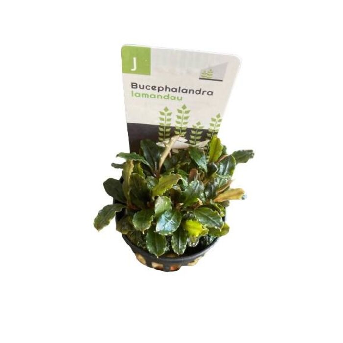Bucephalandra Lamandau 'Mini'