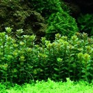 Tropica Rotala 'Bonsai' - In vitro cup