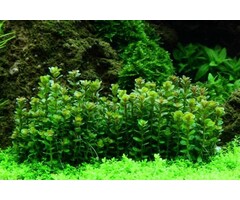 Tropica Rotala 'Bonsai' - In vitro cup