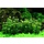 Rotala 'Bonsai' - In vitro cup Aquarienpflanze