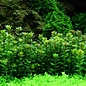 Tropica Rotala 'Bonsai' - In vitro cup Aquarium plant