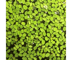 Onlineaquarium spullen Salvinia natans