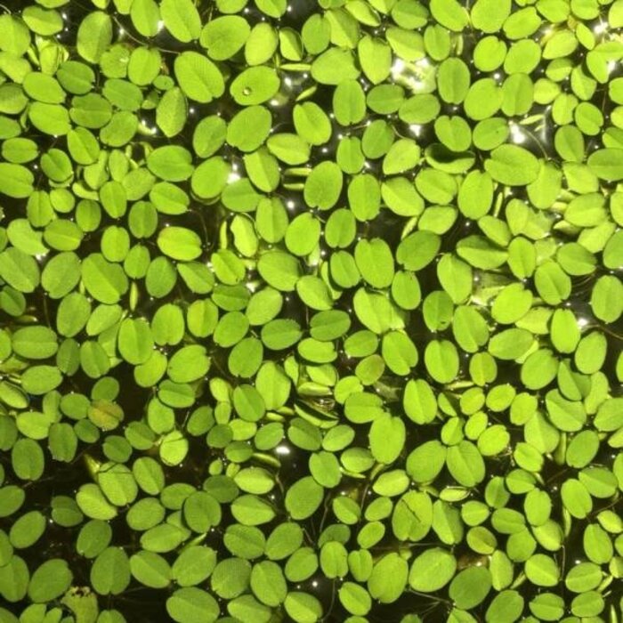 Onlineaquarium spullen Salvinia natans