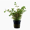 Tropica Rotala rotundifolia - In pot