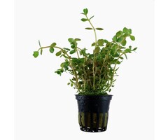 Tropica Rotala rotundifolia - In pot