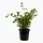 Rotala rotundifolia - In pot