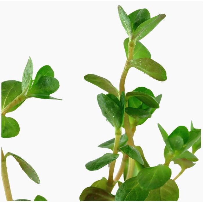 Tropica Rotala rotundifolia - In pot