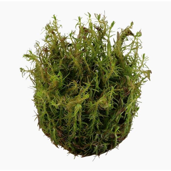 Tropica Rotala wallichii - In Vitro Cup