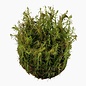 Tropica Rotala wallichii - In Vitro Cup