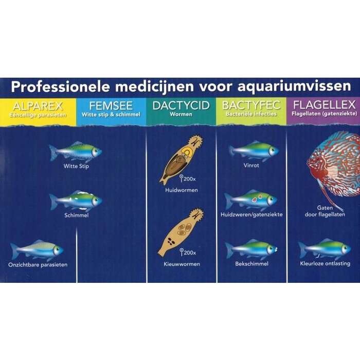 Colombo Colombo Dactycid