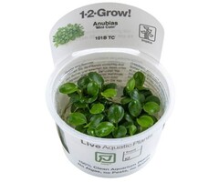 Tropica Anubias 'Mini Coin' - In vitro cup