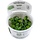 Anubias 'Mini Coin' - In vitro cup