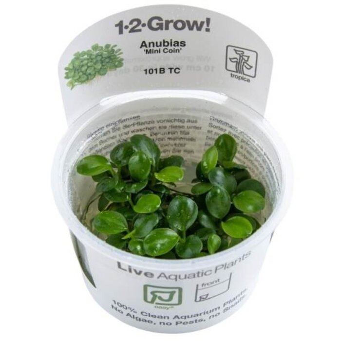 Tropica Anubias 'Mini Coin' - In vitro cup