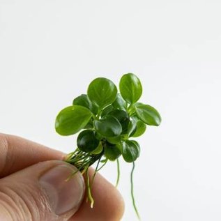 Tropica Anubias 'Mini Coin' - In vitro cup