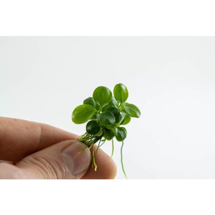 Tropica Anubias 'Mini Coin' - In vitro cup
