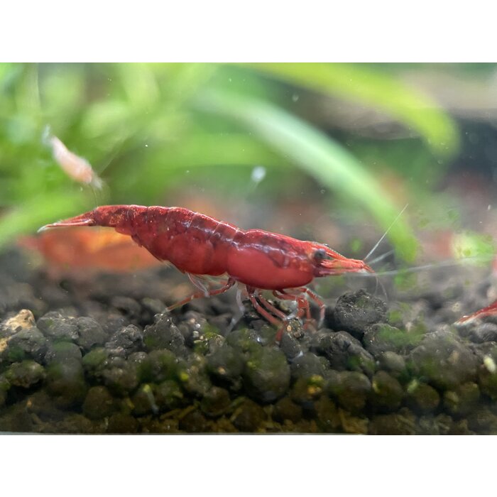 Red fire shrimp - group of 10