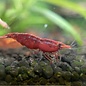 YukiShrimp Red fire shrimp - group of 10