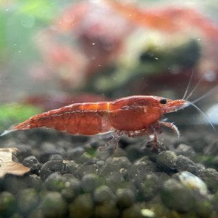 YukiShrimp Red fire shrimp - group of 10