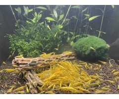 Ultra gold shrimp - group of 10