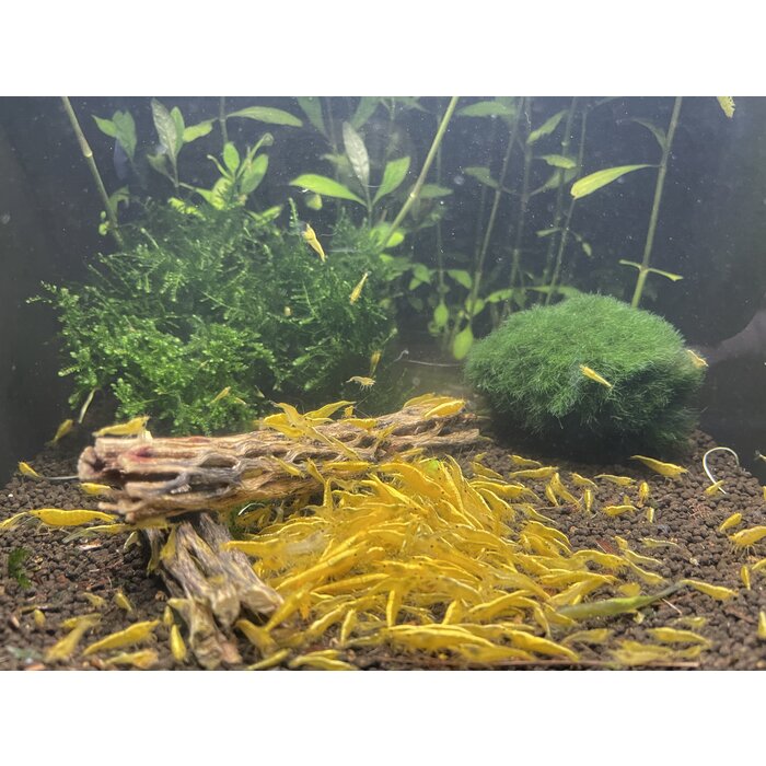 Ultra gold shrimp - group of 10