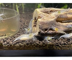 Snowball shrimp - group of 10