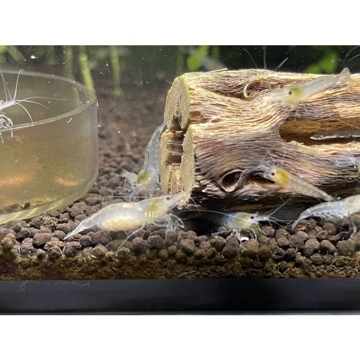 Snowball shrimp - group of 10