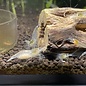 Snowball shrimp - group of 10