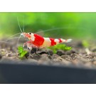 YukiShrimp Crystal red a/s grade - group of 10