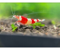 Crystal red a/s grade - group of 10