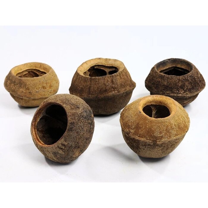 Onlineaquarium spullen Sapucainha pod