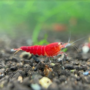 YukiShrimp Super crystal red - group of 10